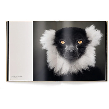 Книга на английском языке "Between Us. Animal Portraits" HB, Vincent Lagrange - 3