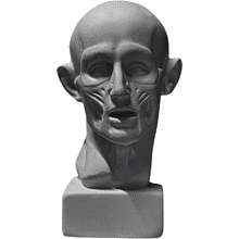 Гипсовая модель "Экорше головы по Гудону малое"