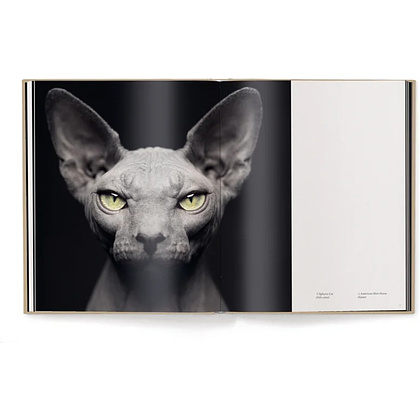 Книга на английском языке "Between Us. Animal Portraits" HB, Vincent Lagrange - 4