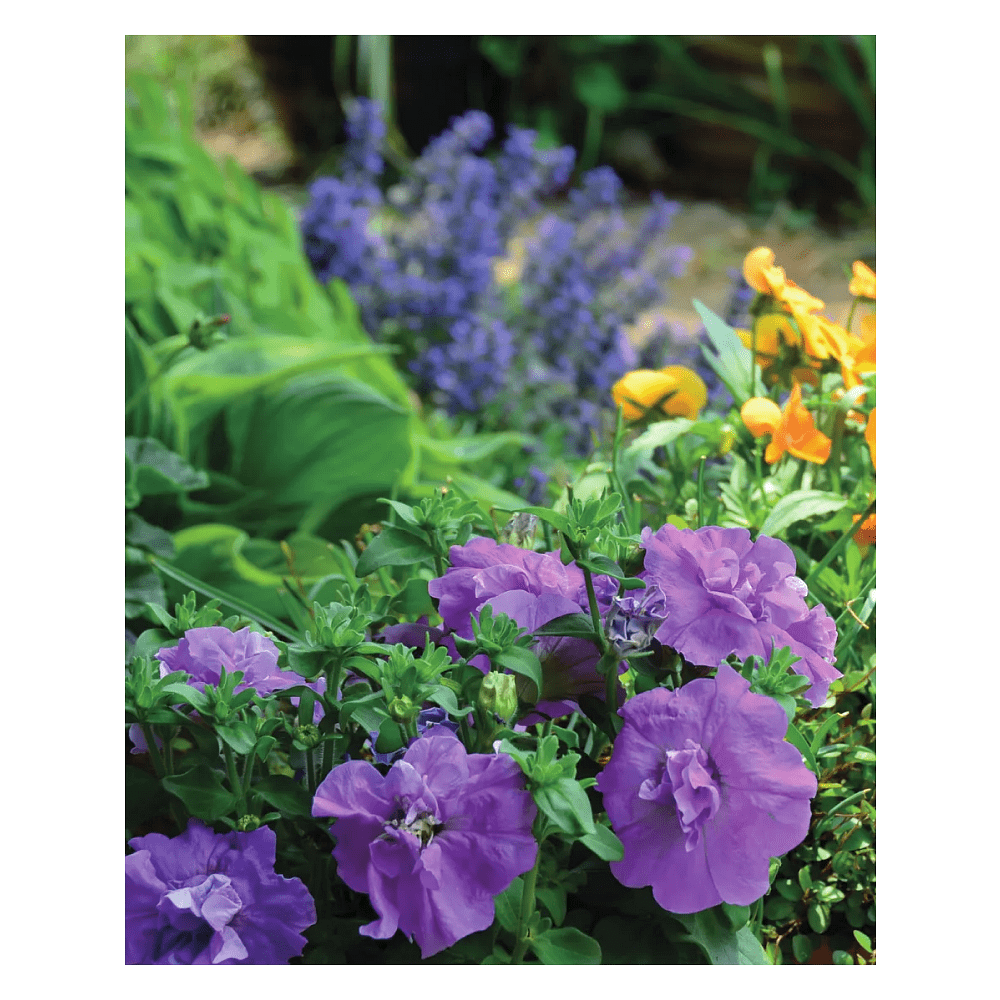 Книга "Библия садовых цветов. Однолетники, многолетники и луковичные. Советы по посадке, выращиванию и уходу" - 5